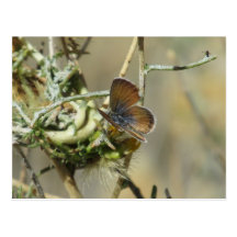 Western Pygmy Blue Butterfly Postcard