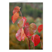 Western Redbud cards by MudRanch Western Redbud cards