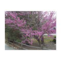 Western Redbud Postcard by swedewon Western Redbud Postcard