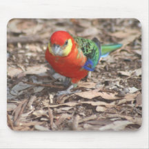 Western Rosella - Platycercus icterotis Mouse Mat