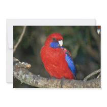Western Rozella, Australia Personalized Invitations
