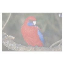 Western Rozella, Australia Stationery Paper