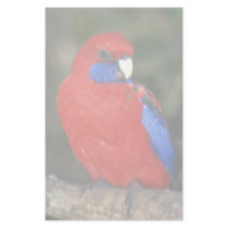 Western Rozella, Australia Custom Stationery