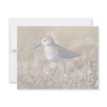 Western Sandpiper Invites