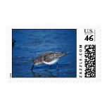 Western Sandpiper Western Sandpiper