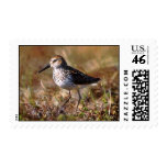 Western Sandpiper Western Sandpiper