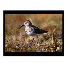Western Sandpiper Postcard
