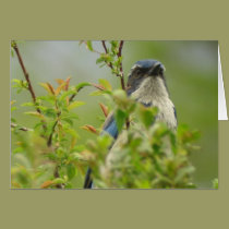 Western Scrub-Jay Card