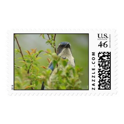 Western Scrub -Jay Stamp