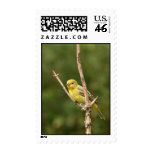 Western Tanager Postage Stamp
