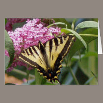 Western Tiger Swallowtail butterfly on pink lilacs cards