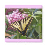 Western Tiger Swallowtail butterfly on pink lilacs magnets