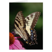 Western Tiger Swallowtail Greeting Card