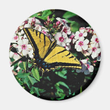 Western tiger swallowtail on white phlox top  flow fridge magnets