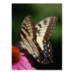 Western Tiger Swallowtail Postcard