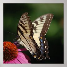 Western Tiger Swallowtail Print
