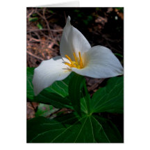 Western Trillium Cards