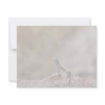 Western Zebra-tailed Lizard invitations