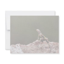 Western Zebra-tailed Lizard invitations