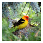 WesternTanager Print WesternTanager Print