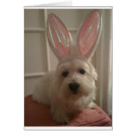 Westhighland Bunny Cards