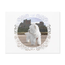 Westie at Bamburgh Castle Post Cards