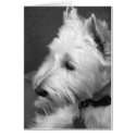 Westie cards