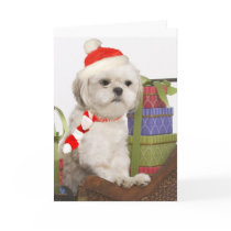 Westie Christmas Cards
