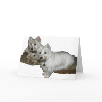 Westie Desi and Lucy cards