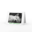 Westie Dog Birthday Card