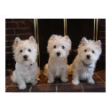 Westie Girl Trio posters