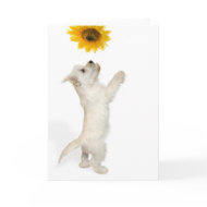 Westie Pup And Sunflower card