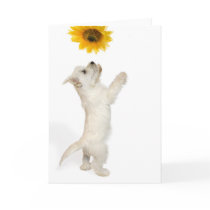 Westie Pup And Sunflower cards by waggytails Westie Pup And Sunflower cards