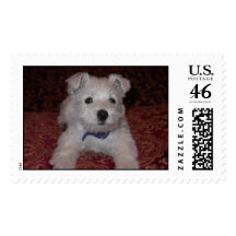 Westie Pup or Stuffed Animal Postage