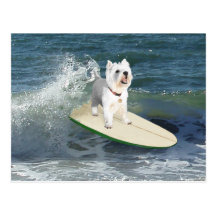 Westie Surfer Postcard