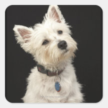 Westie (terrier del oeste de la montaña) con el cu etiquetas  