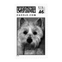 Westie terrier postage by fljess31 Westie terrier postage