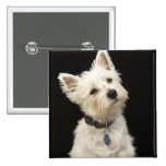 Westie (West Highland terrier) with collar Pinback Buttons