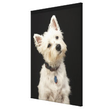 Westie (West Highland terrier) with collar Gallery Wrapped Canvas