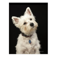 Westie (West Highland terrier) with collar Postcard
