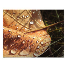 Wet Autumn Leaf - Photo