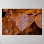 Wet autumn leaf photo poster posters