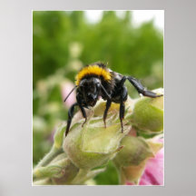 Wet Bee Print