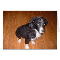 Wet Border Collie cards by BorderCollieArt Wet Border Collie cards