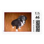 Wet Border Collie postage