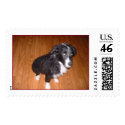 Wet Border Collie postage by BorderCollieArt Wet Border Collie postage