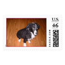 Wet Border Collie postage by BorderCollieArt Wet Border Collie postage