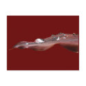 Wet Canna Lily leaf ~ postcard