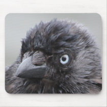 Wet Crow Mousepad mousepads