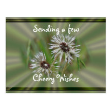 Wet Dandelion Postcard- cheer or any occasion